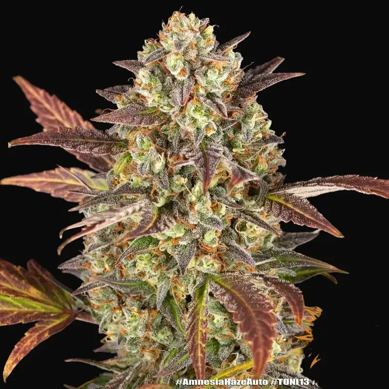 Amnesia Haze Auto — zdjęcie 5
