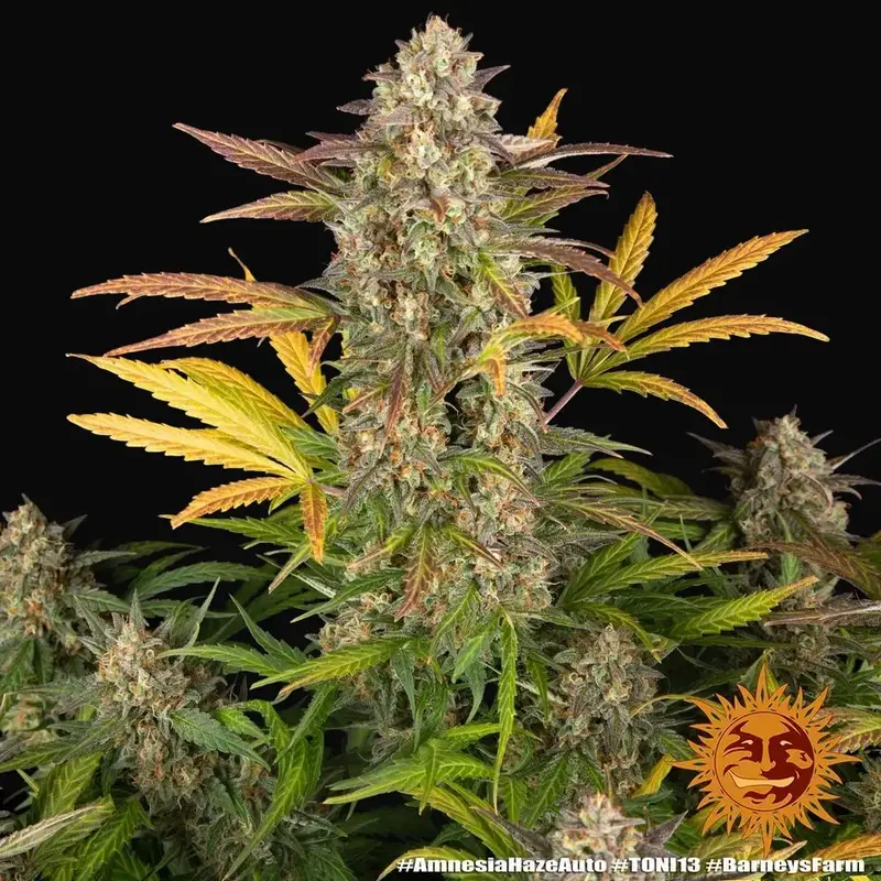 Amnesia Haze Auto — zdjęcie 2