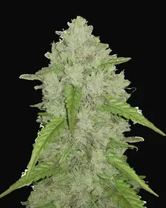 Amnesia Haze Auto