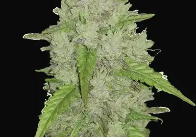 Amnesia Haze Auto