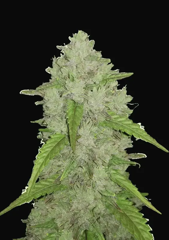 Amnesia Haze Auto