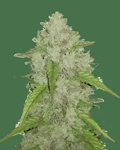 Amnesia Haze Auto