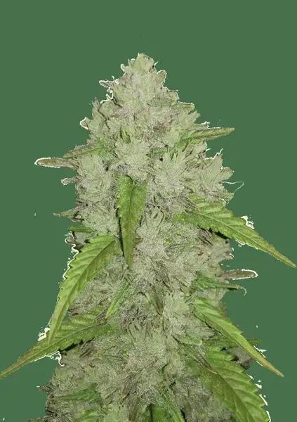 Amnesia Haze Auto