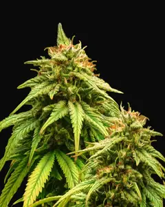 Amnesia Haze Auto