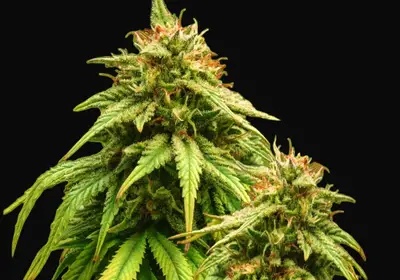 Amnesia Haze Auto