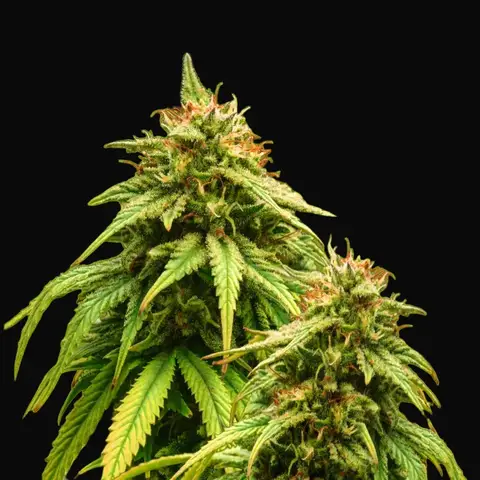 Amnesia Haze Auto