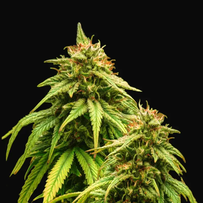 Amnesia Haze Auto