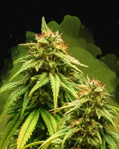 Amnesia Haze Auto