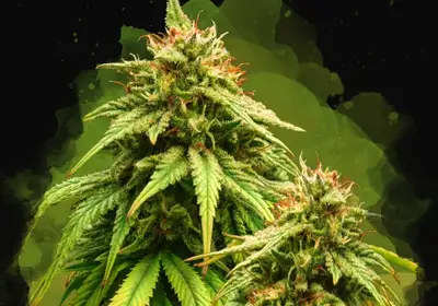 Amnesia Haze Auto