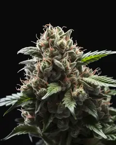 Amnesia Haze Auto