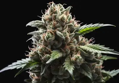 Amnesia Haze Auto
