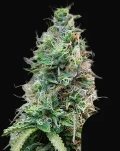 Amnesia Haze Automatic