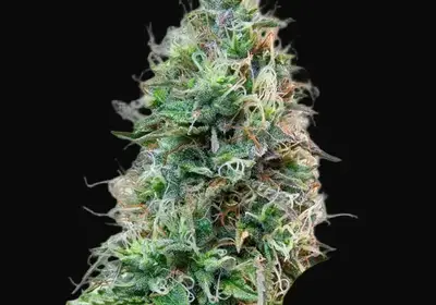 Amnesia Haze Automatic