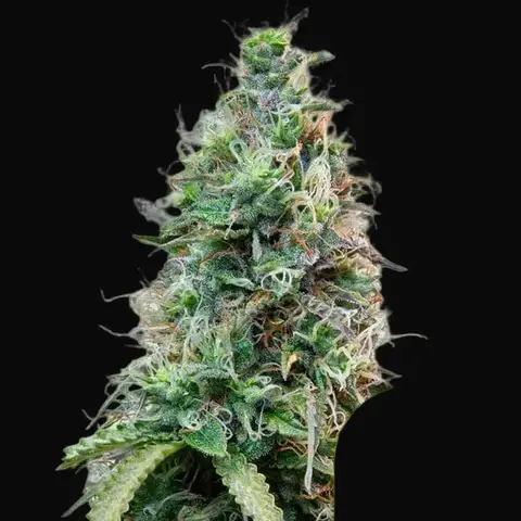Amnesia Haze Automatic