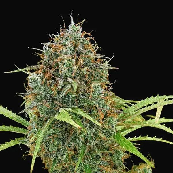 Amnesia Haze Automatic — zdjęcie 6