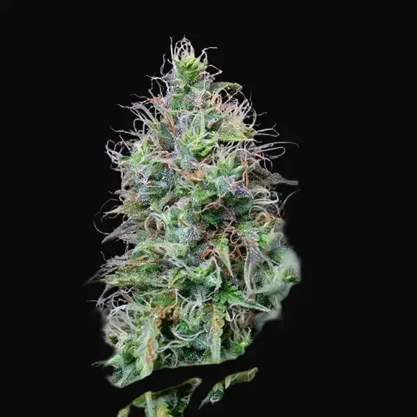 Amnesia Haze Automatic — zdjęcie 4