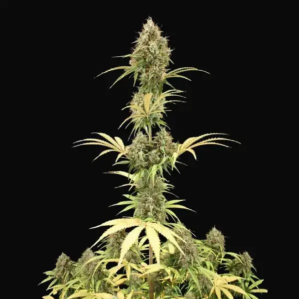 Amnesia Haze Automatic — zdjęcie 5