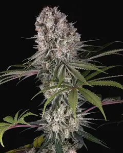 Amnesia Haze