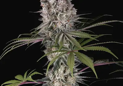 Amnesia Haze