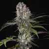 Amnesia Haze