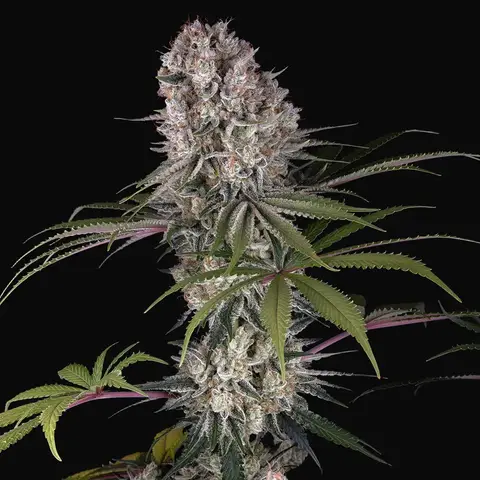 Amnesia Haze