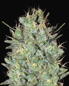 Amnesia Haze