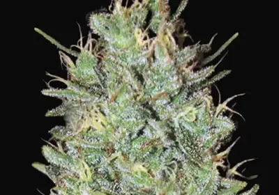 Amnesia Haze