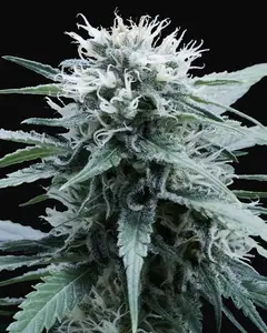 Amnesia Haze