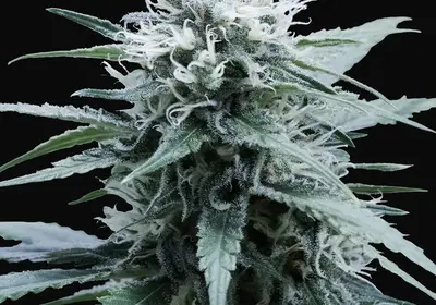 Amnesia Haze