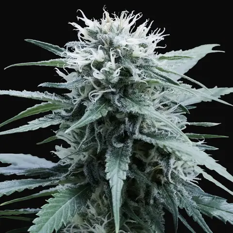 Amnesia Haze
