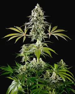 Amnesia Haze Go Fast