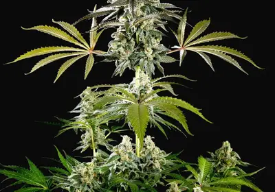 Amnesia Haze Go Fast