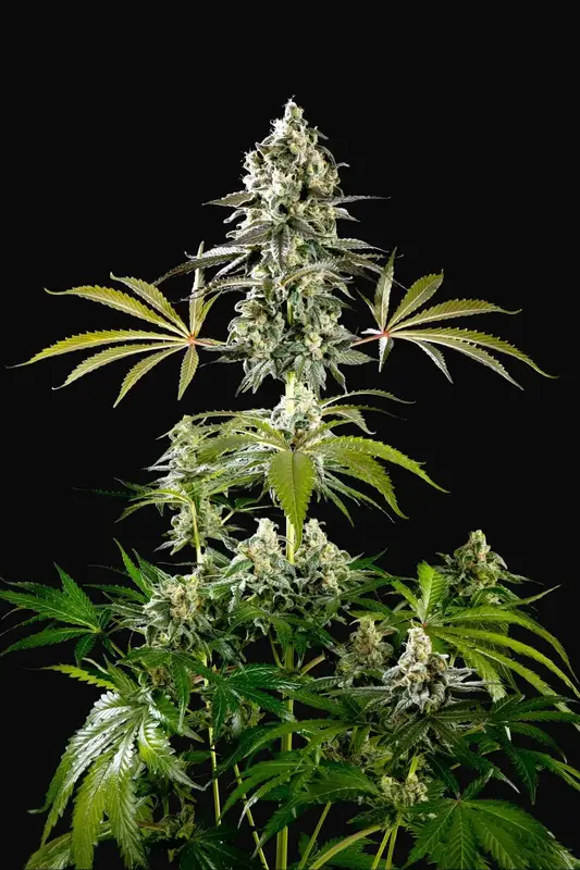 Amnesia Haze Go Fast