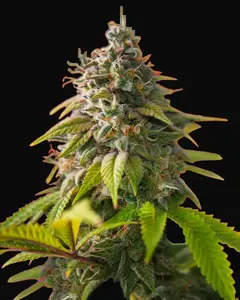 Amnesia Haze