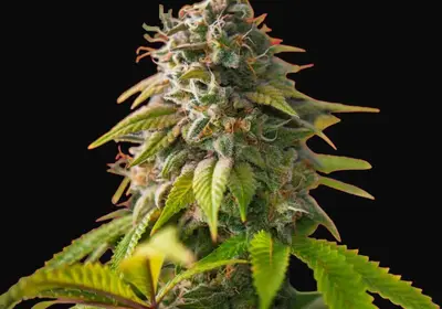 Amnesia Haze