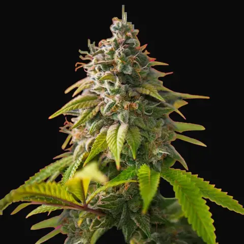 Amnesia Haze