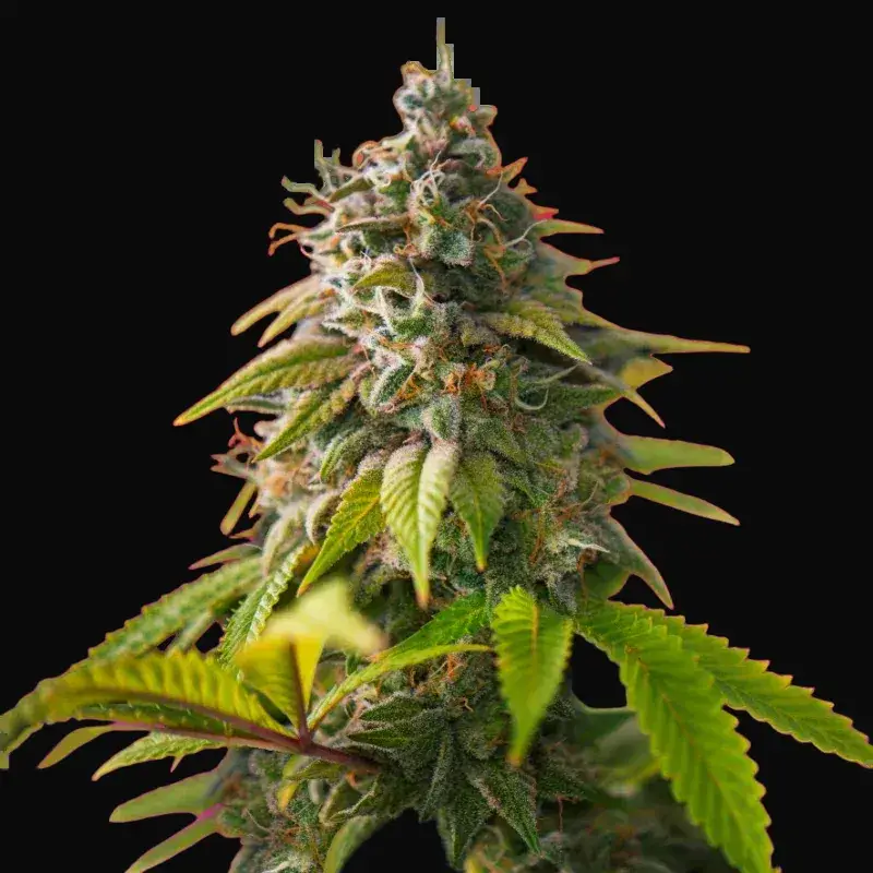 Amnesia Haze