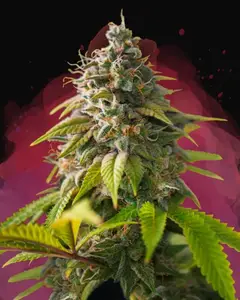 Amnesia Haze