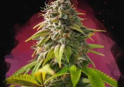 Amnesia Haze