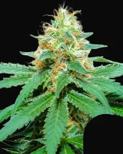Amnesia Haze Regular