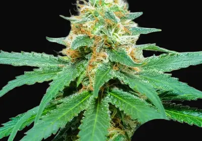 Amnesia Haze Regular