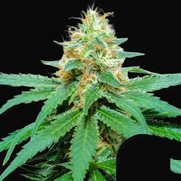 Amnesia Haze Regular