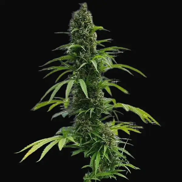 Amnesia Haze Regular — zdjęcie 6