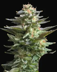 Amnesia Haze