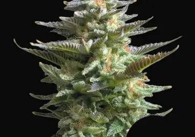 Amnesia Haze