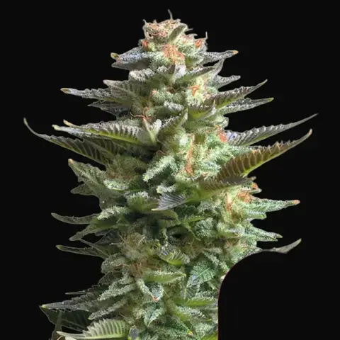 Amnesia Haze