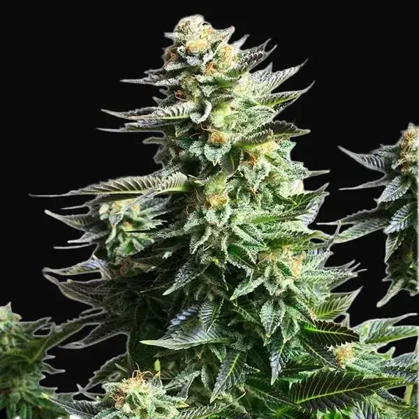 Amnesia Haze — zdjęcie 7