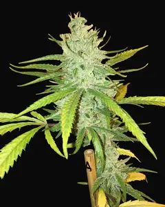 Amnesia Haze