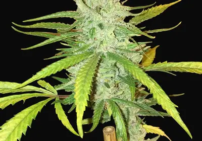 Amnesia Haze