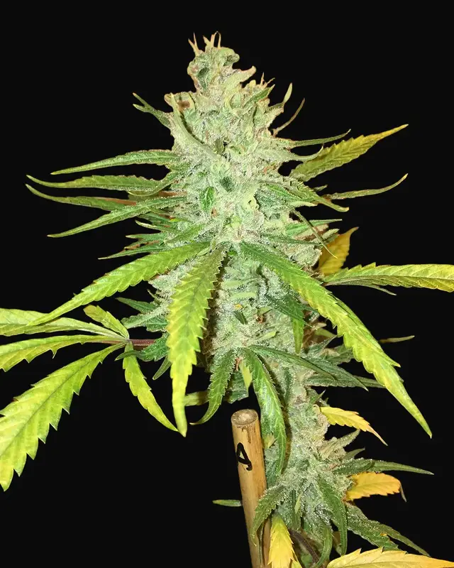 Amnesia Haze
